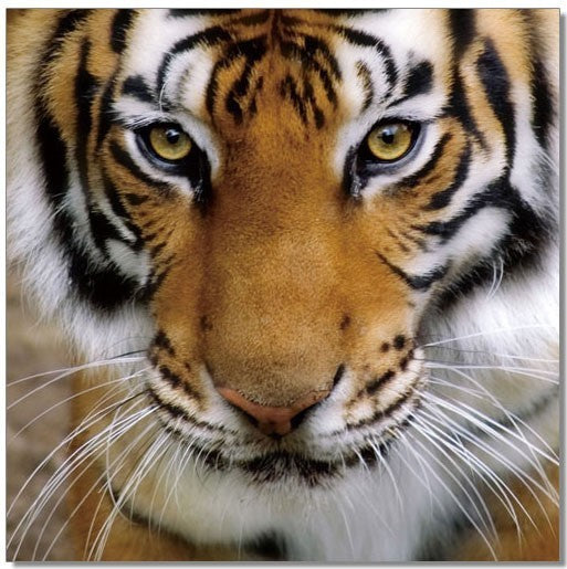 Tiger | SB-61098 - Canal Furniture