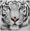 J and M Furniture Wall Art Black and White Tiger | SB-61099