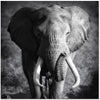 J and M Furniture Wall Art Elephant Power SB-61167
