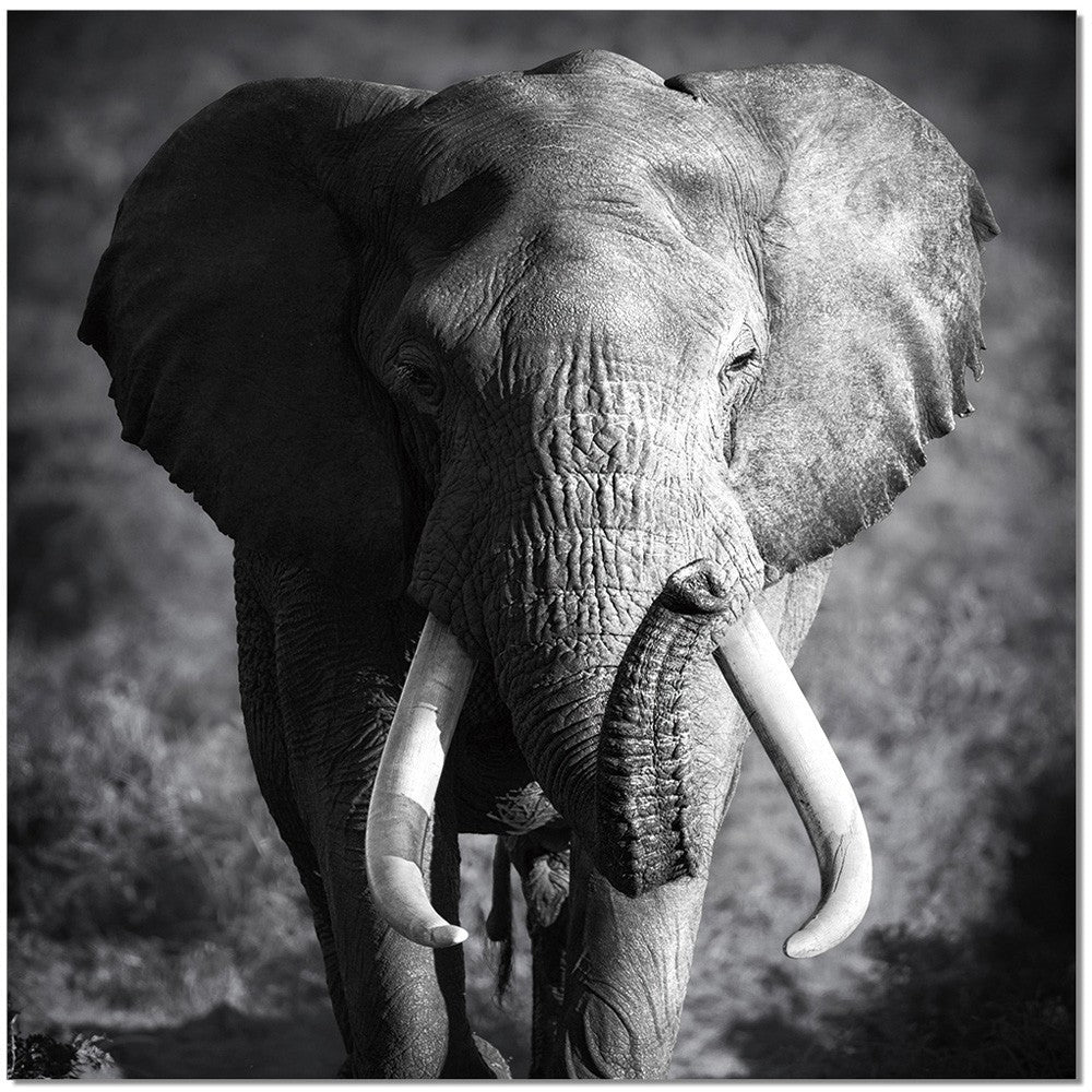 J and M Furniture Wall Art Elephant Power SB-61167