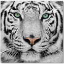 Black and White Tiger | SB-61099