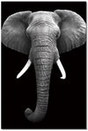 Elephant SB-61130