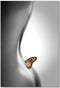J and M Furniture Wall Art Wall Art Butterfly